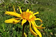 25 Arnica in fiore (Arnica montana)